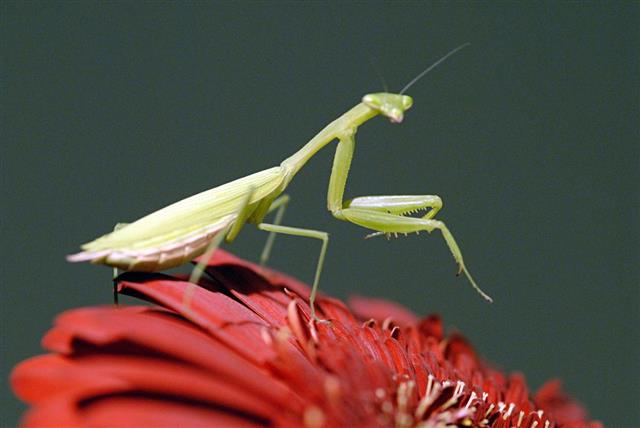Mantis Sitting On a Red Flower Posing To The Camera