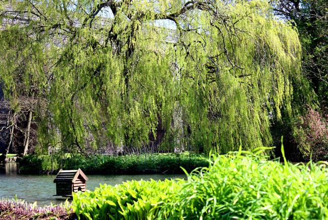 Image of weeping willow tree on island in garden pond