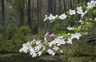 Dogwood branch in bloom hanging over a small pond