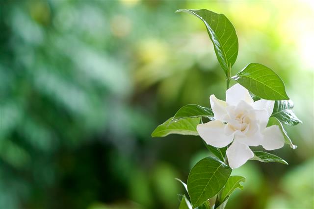 Beautiful white common gardenia
