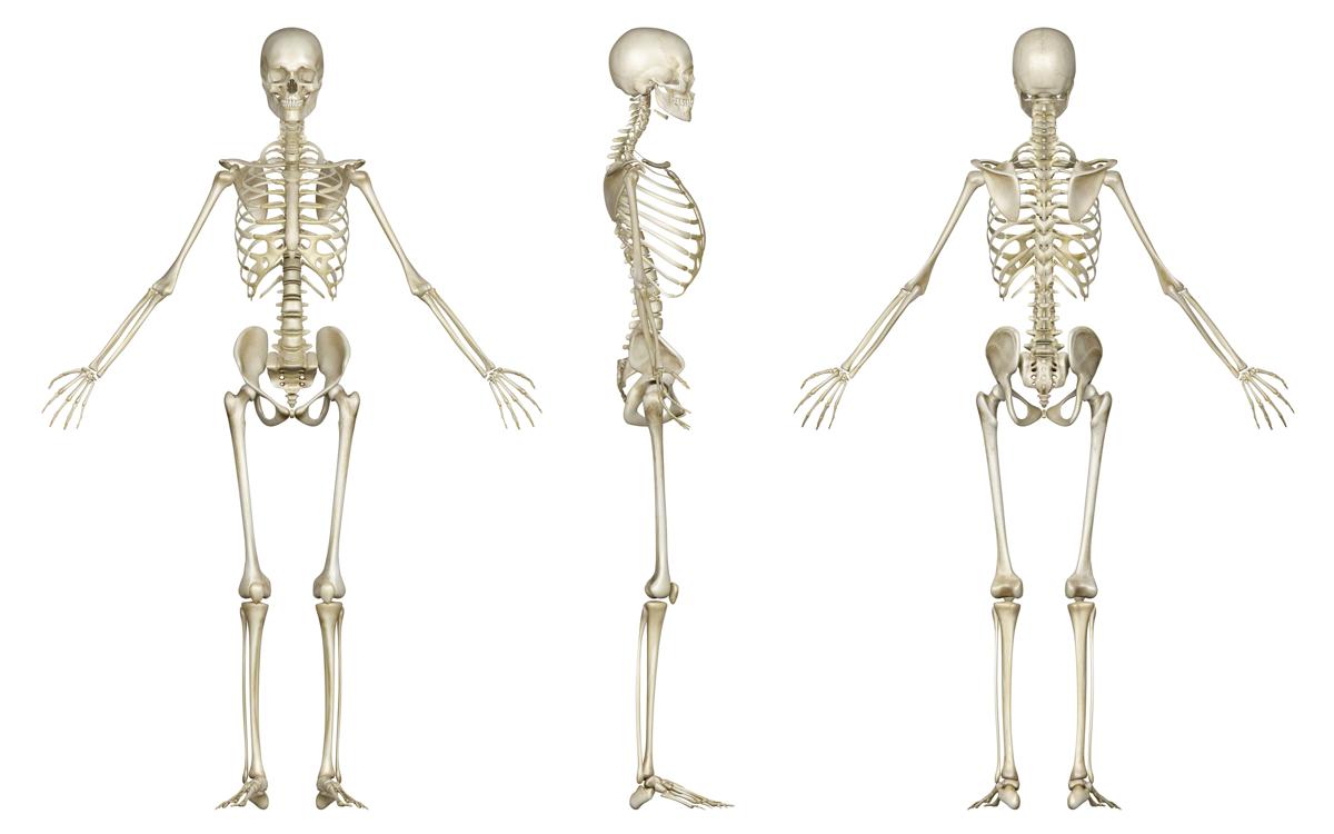 Labeled Skeletal System Diagram