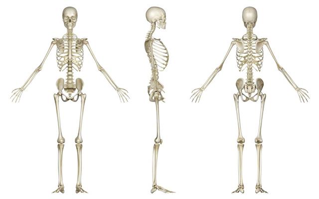 Skeleton of woman for study