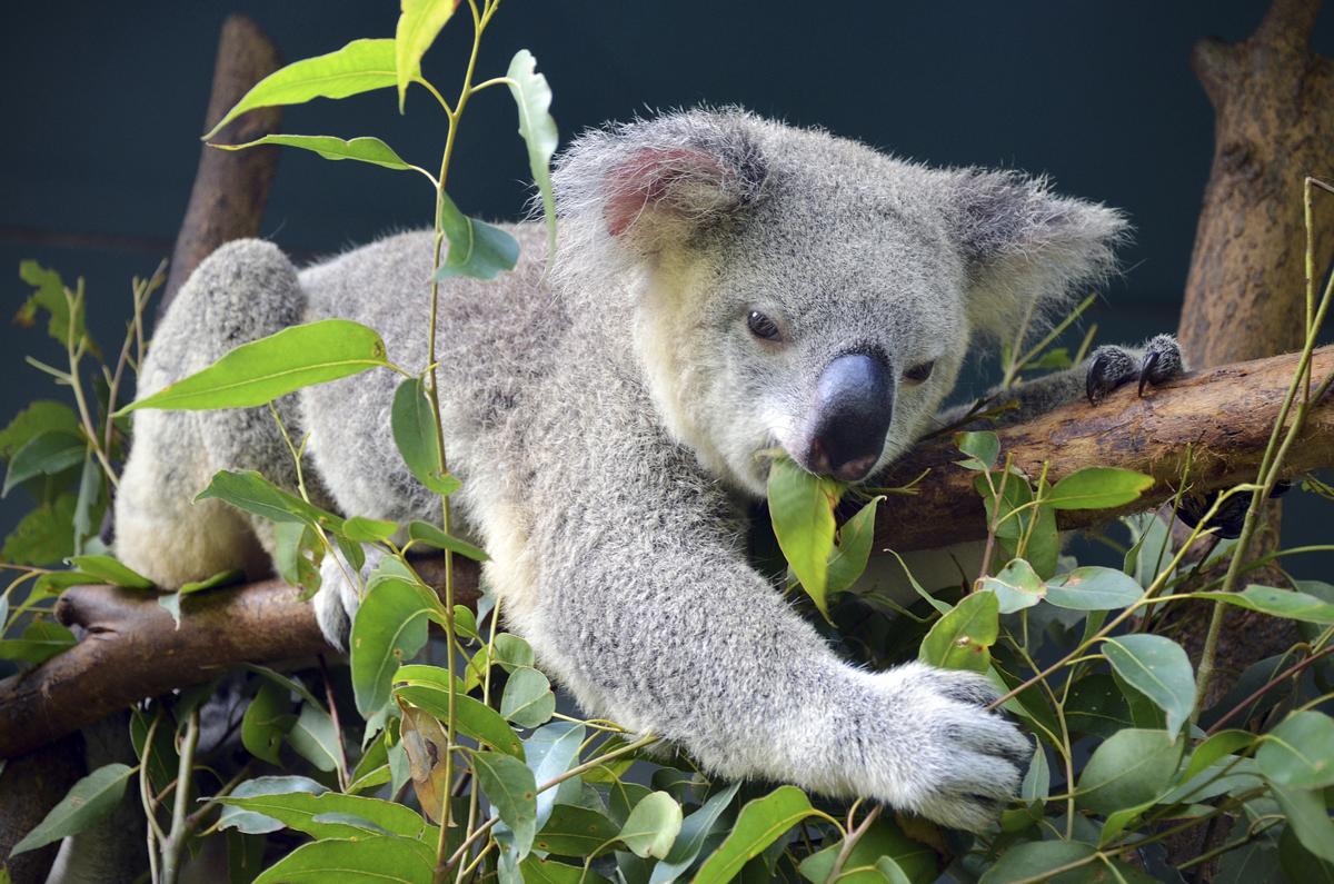Koala Bears as Pets - Pet Ponder