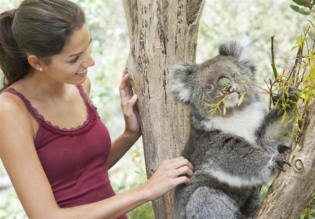 Girl with Koala in wildlife