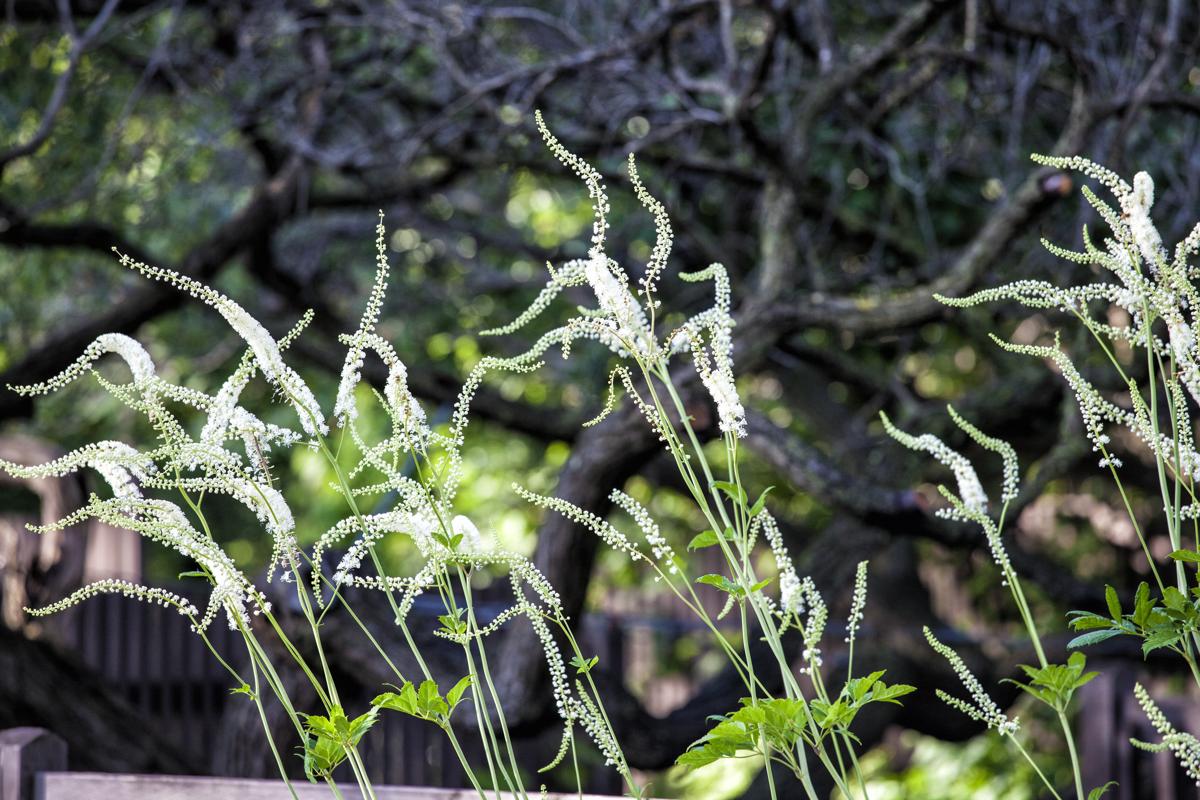 Black Cohosh for Menopause Relief