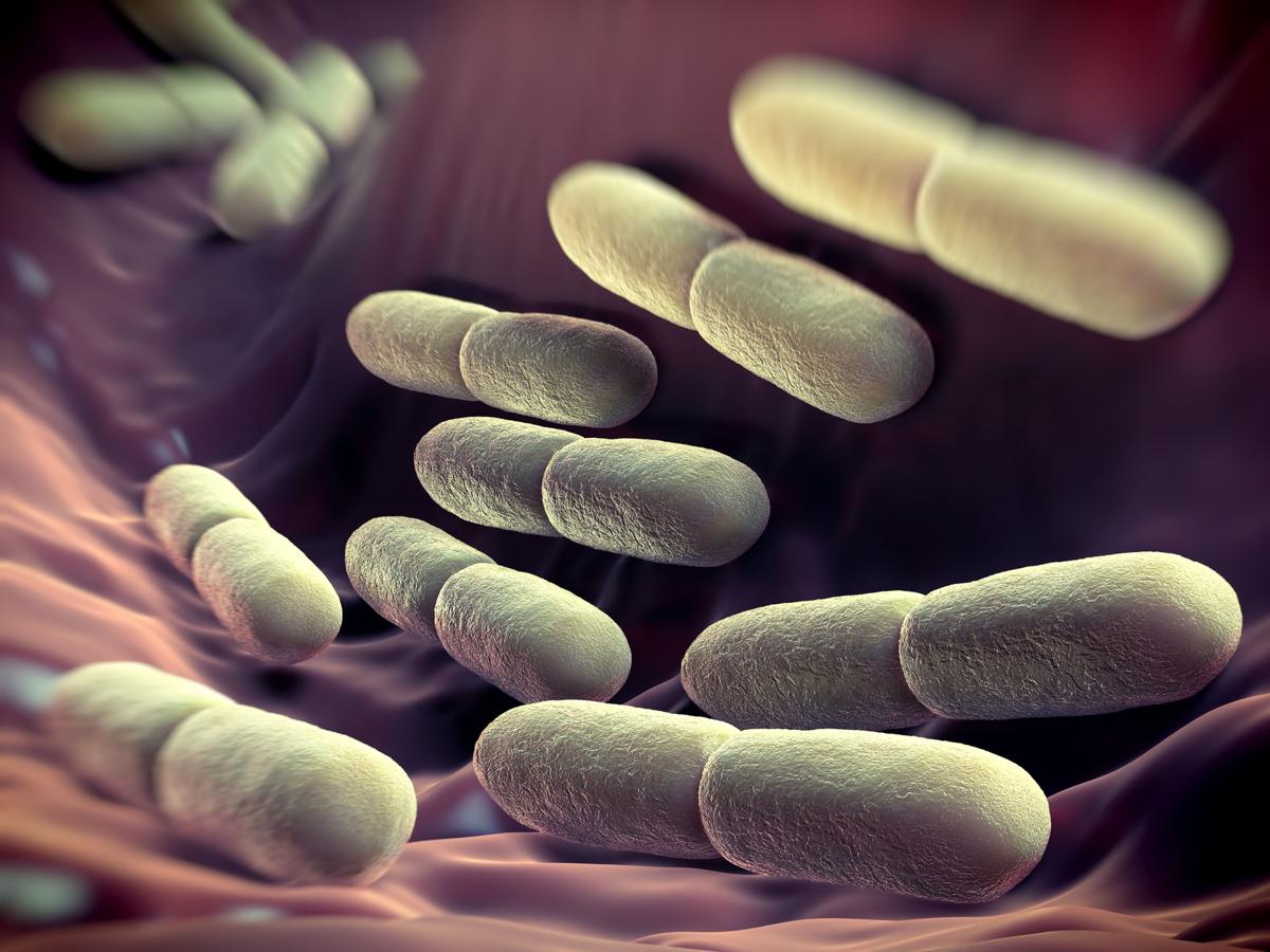 How Do Bacteria Obtain Energy?