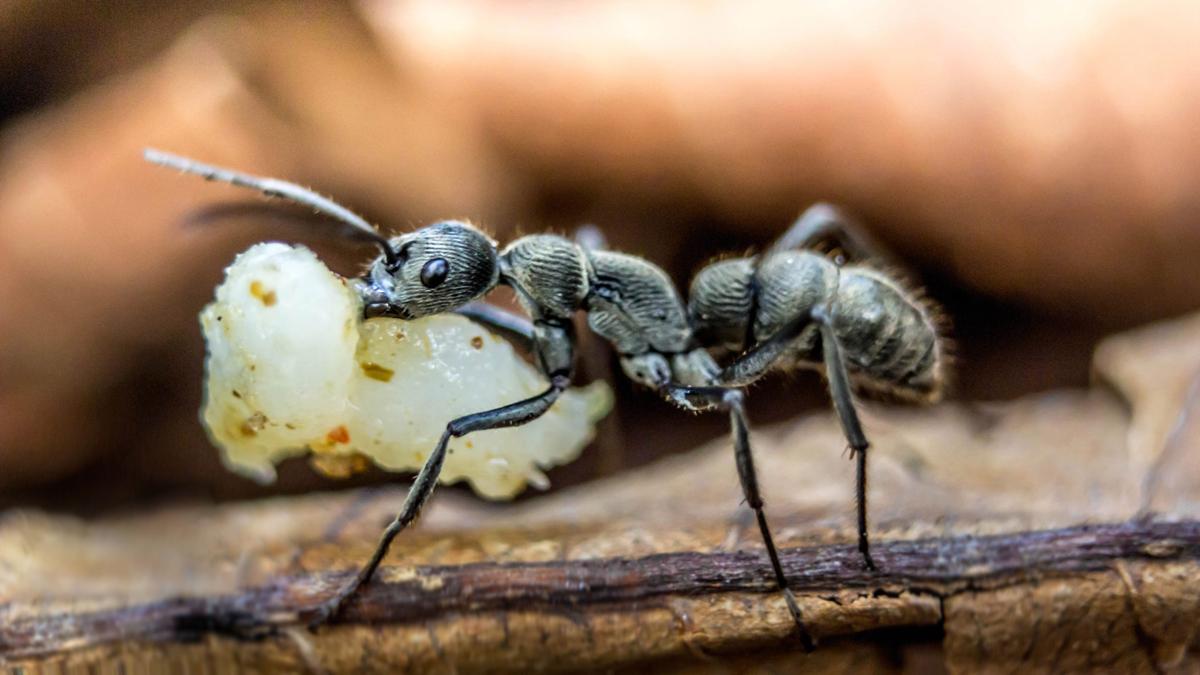 Homemade Ant Killer