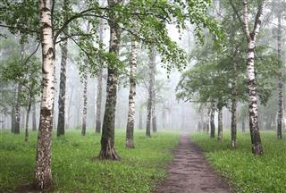 Morning mist birch forest