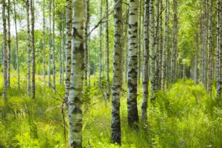 Lines of birch trees with tall green grass and leafy tops