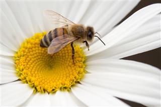 Bee collecting pollen on a marguerite