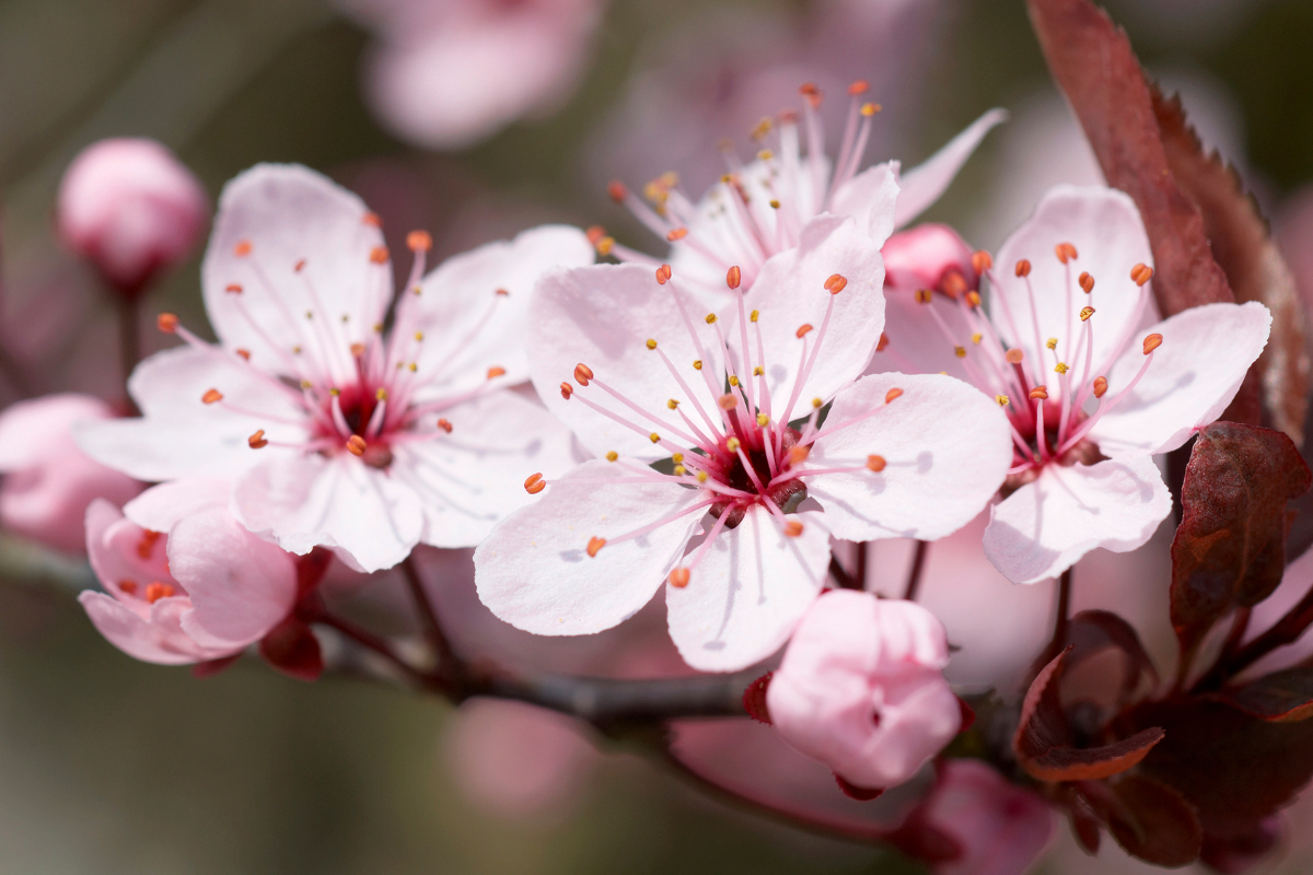 Meaning of Cherry Blossom