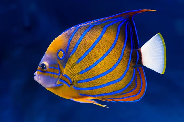 Bluering orange and blue angelfish with white tail