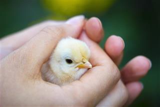 Baby chick in girl's hand