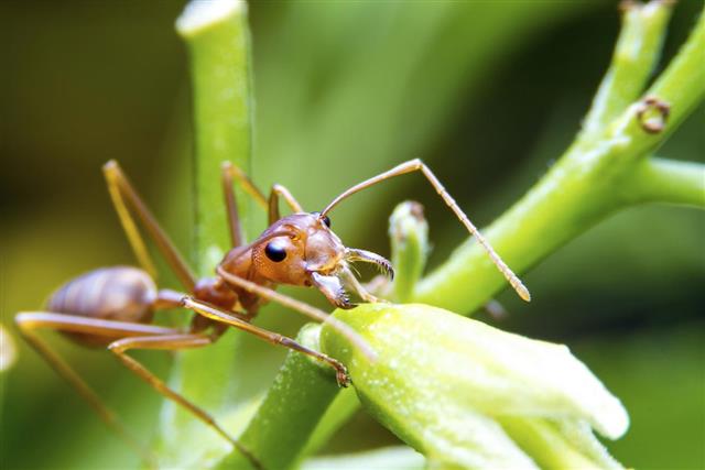 Red fire ant worker on tree. focus on head