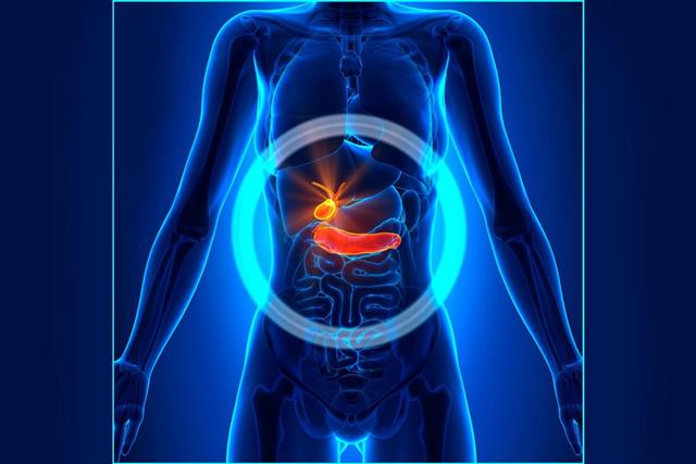 Gallbladder / Pancreas - Female Organs - Human Anatomy
