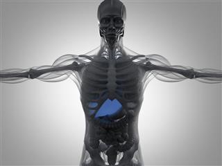 Human anatomy liver. Xray like view futuristic scan. 3d illustration