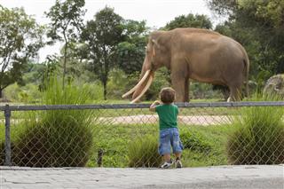 Toddler boy at zoo watching elephant