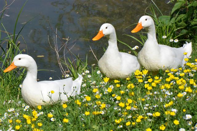 Three white ducks in springtime