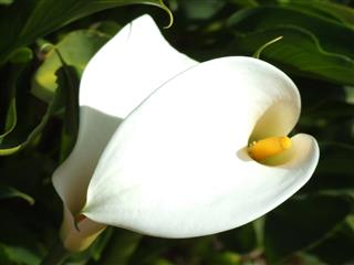 Closeup of beautiful Arum Lily in garden