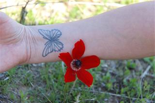The Anemone and the Butterfly Tattoo