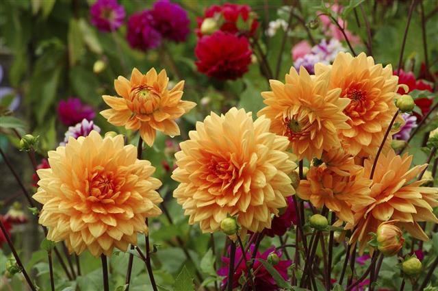 Orange dahlias in the garden among other flowers