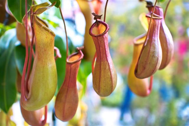 Nepenthes also known as tropical pitcher plants