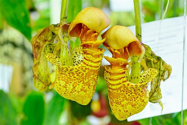 Nepenthes or tropical pitcher plants or monkey cups
