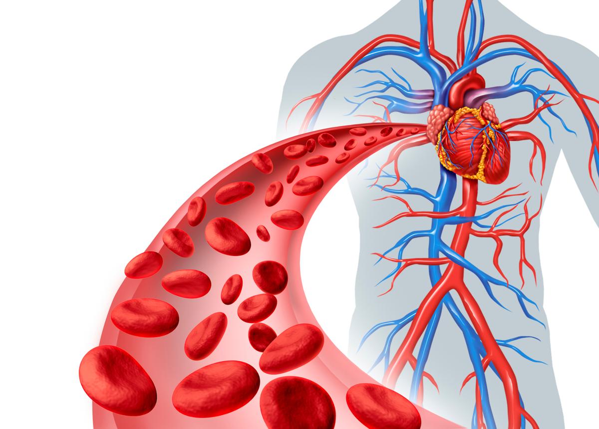 Diagram of Blood Flow Through the Heart - Bodytomy
