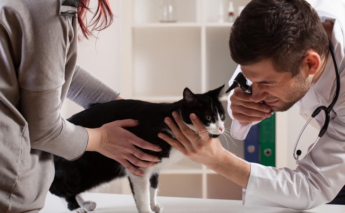 Causes, Symptoms, and Treatment for Cat Sores