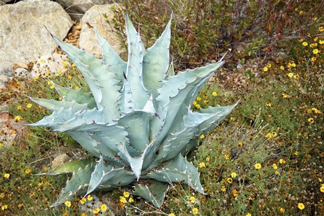 Agave Yucca Cactus Found in Arizona and Mexico