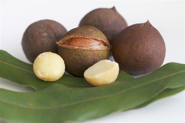 Macadamia seeds and nuts on green leaf