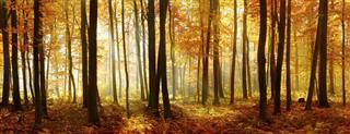 Colorful Panorama of Autumn Beech Tree Forest Illuminated by Sunlight