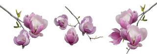 Branches blooming magnolia isolated