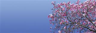 Spring Blossoms Against Blue Sky Background