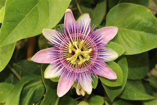 Blue Passion Flower' - Passiflora Caerulea