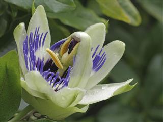Passion flower bud