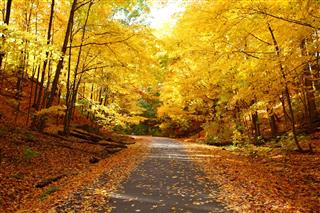 Yellow Autumn Forest Road