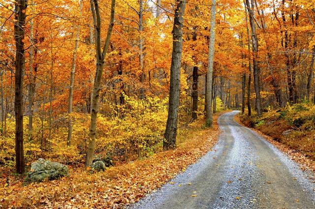 Winding Mountain Road in Autumn
