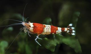 Crystal Red shrimp