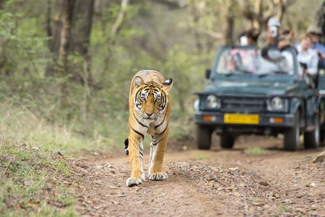 Bengal tiger (Panthera tigris tigris) in front of tourist car