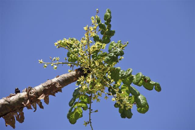 Boswellia tree flower buds