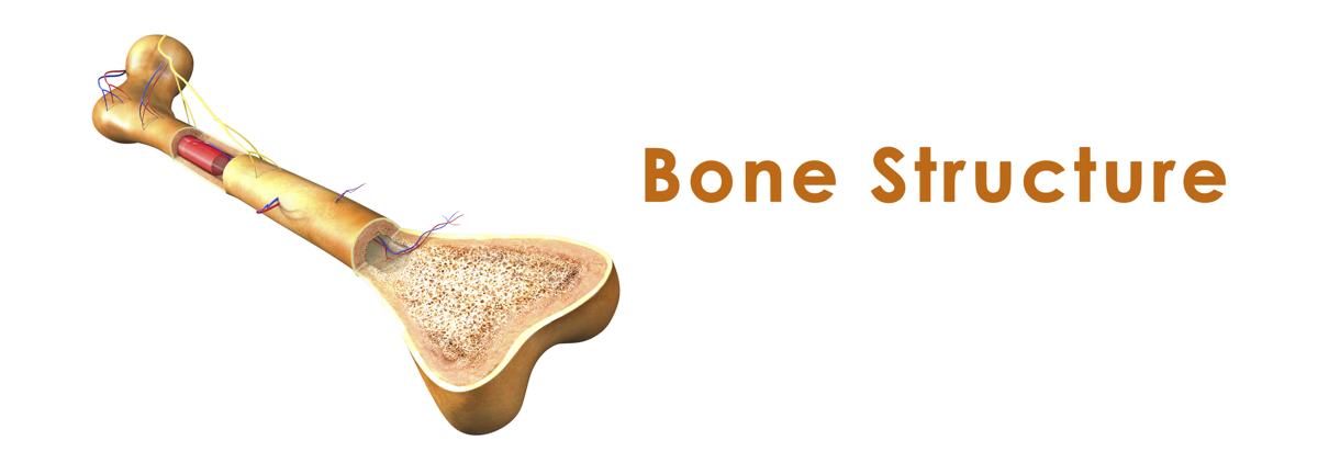 Bone Marrow Donation Procedure