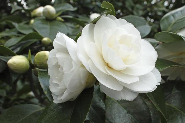 White Camellia flowers