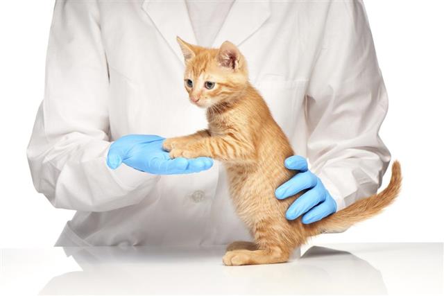 Veterinarian doctor is making check up of cute beautiful kitten