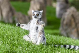 The ring-tailed lemur (catta) is doing yoga under the sun