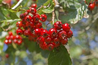 Berries of hawthorn