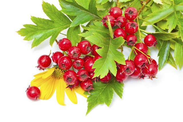 Hawthorn berries and yellow flowers
