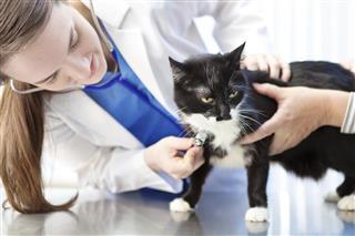 Veterinarian Examining Cat in Veterinary Medicine Animal Hospital Pet Clinic