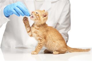 Cute ginger kitten getting a pill from veterinarians hand