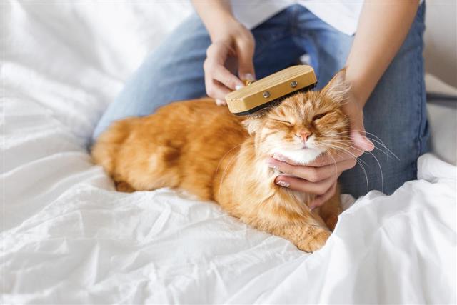 The woman combs a dozing ginger cat's fur.